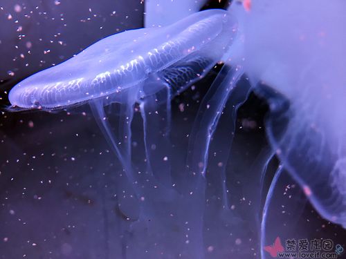 深海的美麗，養海月水母小記
